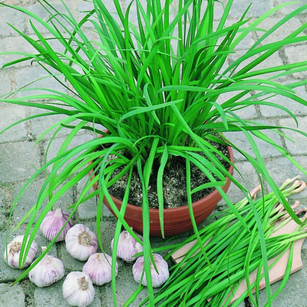 200 Garlic Chive Seeds Common Type Herbs Fresh Garden