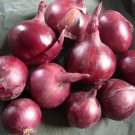 250 Red Burgundy Onion Seeds Fresh Garden