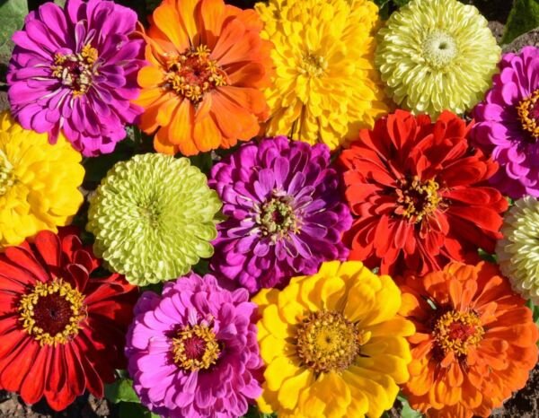 250 Painted Wagon Zinnia Colorful Flower Container Fresh Garden