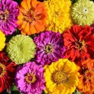 250 Painted Wagon Zinnia Colorful Flower Container Fresh Garden