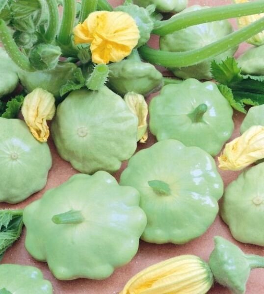 15 Squash Bennings Green Tint Scallop Summer Squash Seeds Fresh Garden