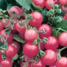 50 Siberian Tomato Seeds Heirloom Non Gmo Fresh Garden