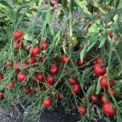 50 Riesentraube Tomato Seeds Heirloom Non Gmo Fresh Garden