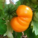 50 Goldie Tomato Seeds Heirloom Non Gmo Fresh Garden