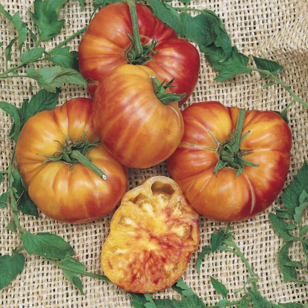 50 Big Rainbow Tomato Seeds Heirloom Non Gmo Fresh Garden