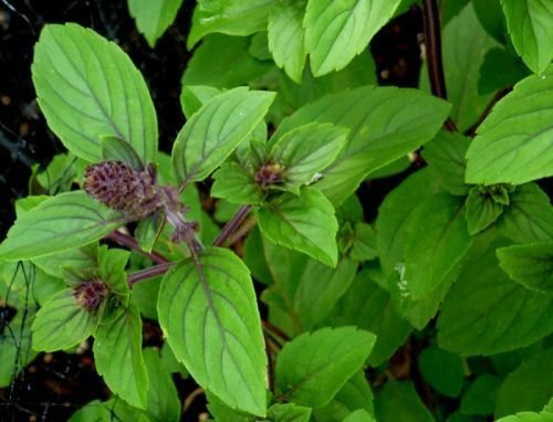 150 Persian Basil Seeds Herb Non Gmo Fresh Garden