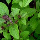 150 Persian Basil Seeds Herb Non Gmo Fresh Garden