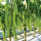 50 Louisiana Long Green Eggplant Seeds Herbs Fresh Garden