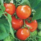 50 New Yorker Tomato Seeds Heirloom Non Gmo Fresh Garden