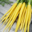 350 Solar Yellow Carrot Seeds Ship Fast Fresh Garden