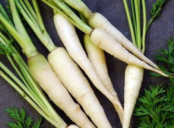 350 Lunar White Carrot Seeds Ship Fast Fresh Garden
