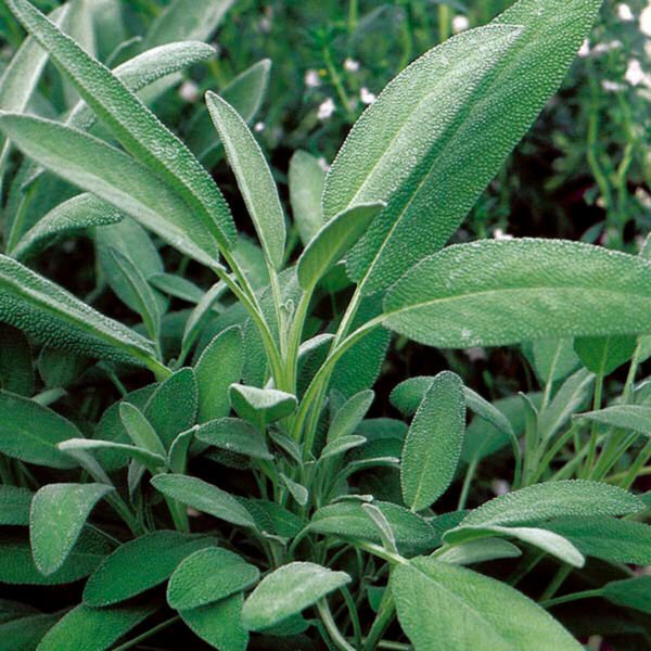50 Sage Broadleaf Herb Seeds Non Gmo Fresh Garden
