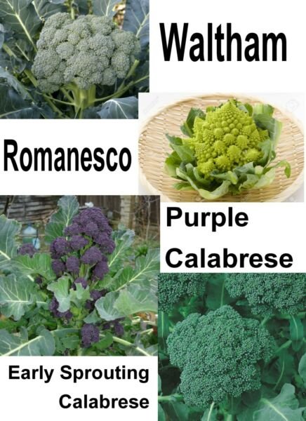 Gourmet Broccoli Blend / Mix 250 Seeds Roman Purple & Early Sprout Waltham Fresh Garden