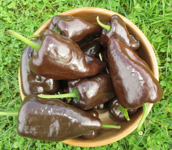 25 Mulato Isleno Hot Chili Pepper Seeds Vegetable Fresh Garden