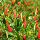 25 Chile De Arbol Chili Pepper Seeds Hot Vegetable Fresh Garden