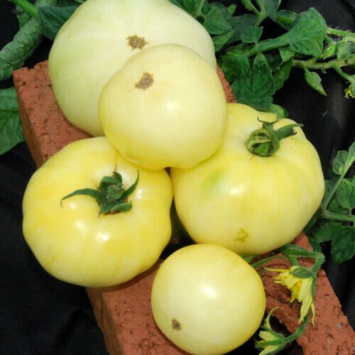 50 White Beefsteak Tomato Seeds Heirloom Non Gmo Indeterminate Early Mature Fresh Garden