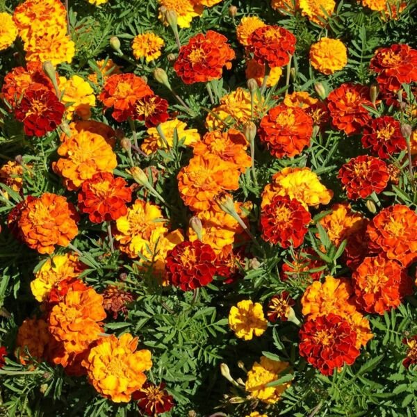 300+ Marigold Dwarf "Petite Mix" Seeds 6 8'' Great For Pots And Boarders Fresh Garden