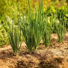 250 Nebuka Evergreen Bunching Onion Seeds Herbs Vegetable Fresh Garden