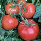 50 Thessaloniki Tomato Seeds Heirloom Non Gmo Fresh Garden