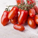 50 Napoli Italian Paste Tomato Seeds Heirloom Non Gmo Fresh Garden