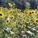 50 Lemon Queen Sun Flower Seeds Herb Non Gmo Fresh Garden