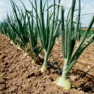 250 Yellow Sweet Spanish Onion Seeds Herbs Vegetable Fresh Garden