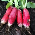 100 Radish "China Rose Sprouting" Micro Greens Non Gmo Seeds Fresh Garden