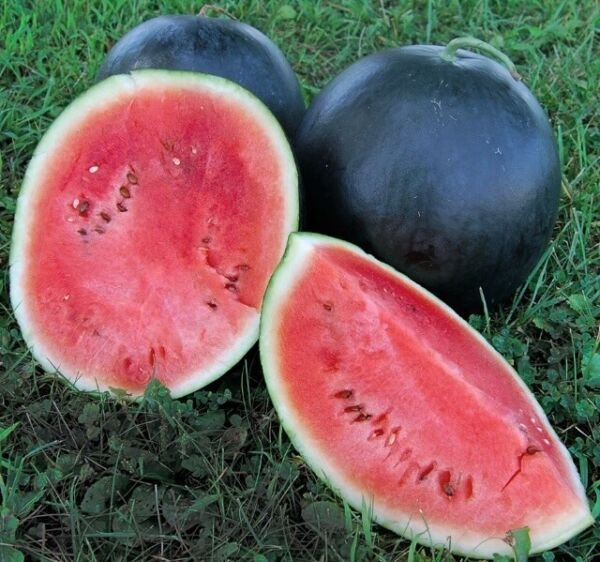 25 Watermelon Black Diamond Seeds Fresh Garden