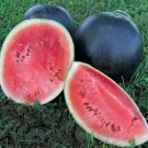 25 Watermelon Black Diamond Seeds Fresh Garden