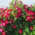 25 Scarlet O'Hara Morning Glory Seeds 15 Ft Climbing Vines Flowers Red Fresh Garden
