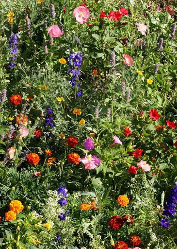 1Gram 400+ Wildflowers Mix Deer Resistant Mix Fresh Garden