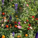 1Gram 400+ Wildflowers Mix Deer Resistant Mix Fresh Garden