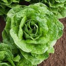 500+ Romaine Parris Island Lettuce Seeds 1 Gram Non Gmo Fresh Garden