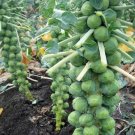 250 Brussel Sprouts Long Island Seeds Leafy Greens Mustard Fresh Garden