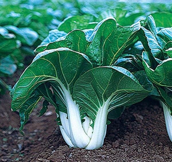 250 Asian Cabbage Pok Choi White Stem Bok Choi Canton Seeds Fresh Garden