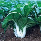 250 Asian Cabbage Pok Choi White Stem Bok Choi Canton Seeds Fresh Garden