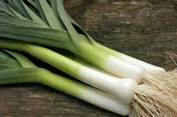 200 Leek Seeds Large American Flag Onion Fresh Garden