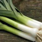 200 Leek Seeds Large American Flag Onion Fresh Garden