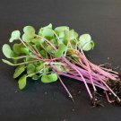 100 Hong Vit Organic Radish Seeds Fresh Garden