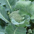 250 Broccoli De Cicco Seeds Huge Selection Fresh Garden