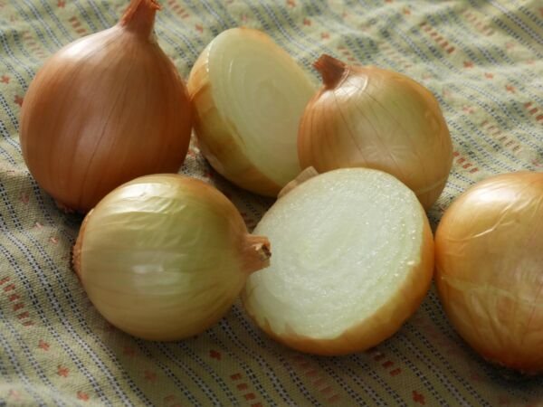 250 Onion Texas Early Grano Seeds Fresh Garden