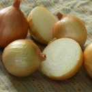 250 Onion Texas Early Grano Seeds Fresh Garden