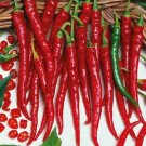 50+ Cayenne Long Red Slim Chili Pepper Seeds Fresh Garden