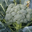 Waltham Broccoli 250 Seeds Fresh Garden