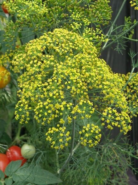 300 Dill Fern Leaf Seeds Herb Fresh Garden
