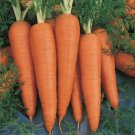 1100 Danvers Carrot Seeds 2 Grams Fresh Garden