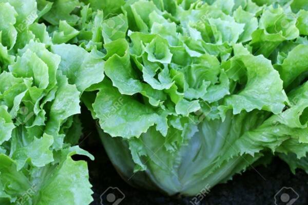 500 Endive Broad Leaf Seeds Fresh Garden