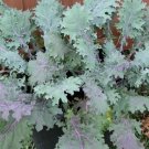 500 Kale Red Russian Seeds Organic Non Gmo Fresh Garden