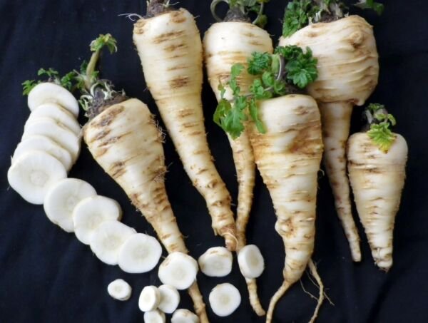 250 Parsnip "Harris Early Model" Non Gmo 1.25 Grams Fresh Garden
