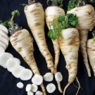 250 Parsnip "Harris Early Model" Non Gmo 1.25 Grams Fresh Garden